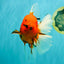 A Grade Tiger Oranda Female 7.5 inches #101626OR_16