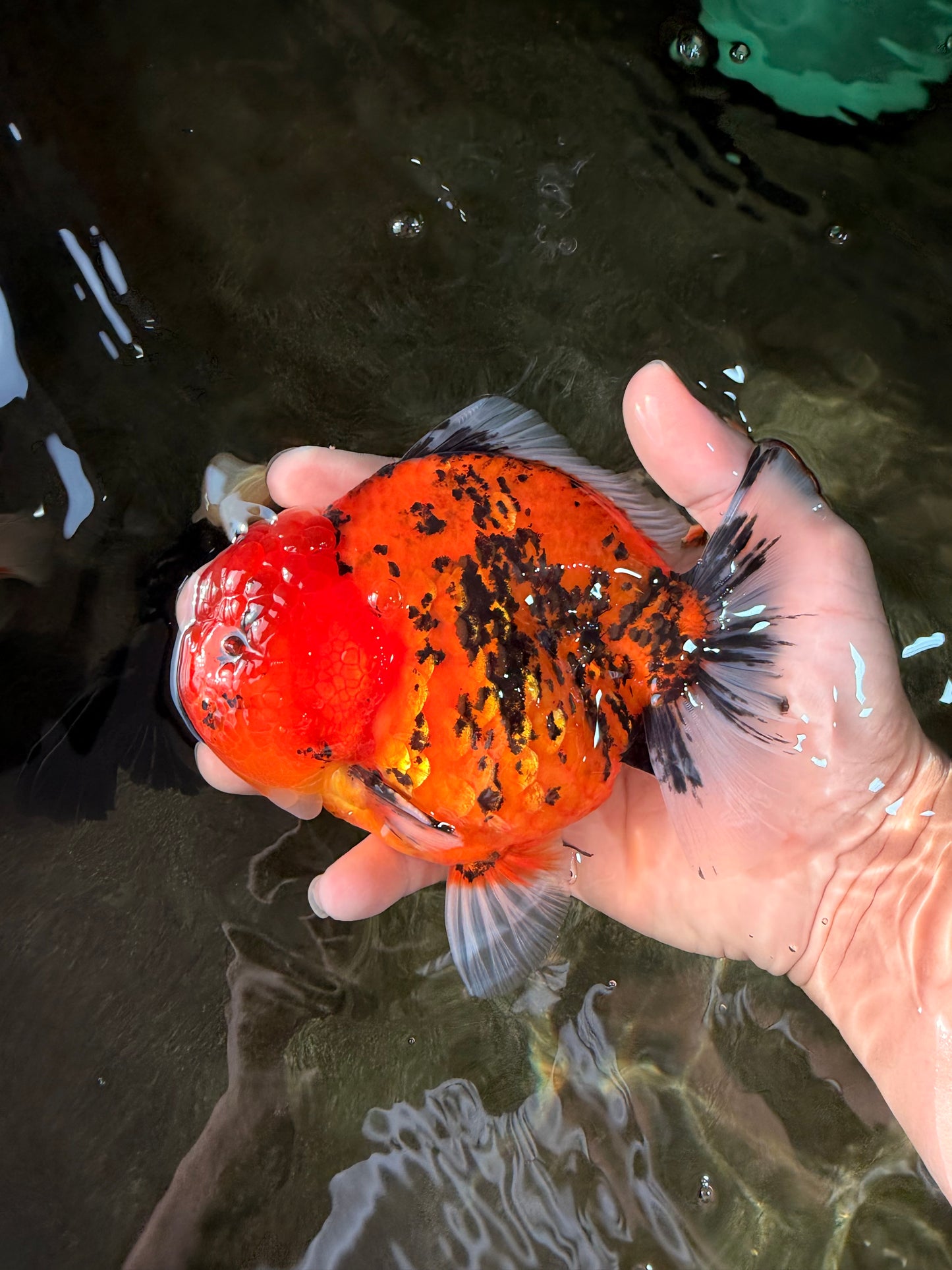 AAA Grade Godzilla Tiger Yuanbao Male 5-5.5  inches #031326YB_21