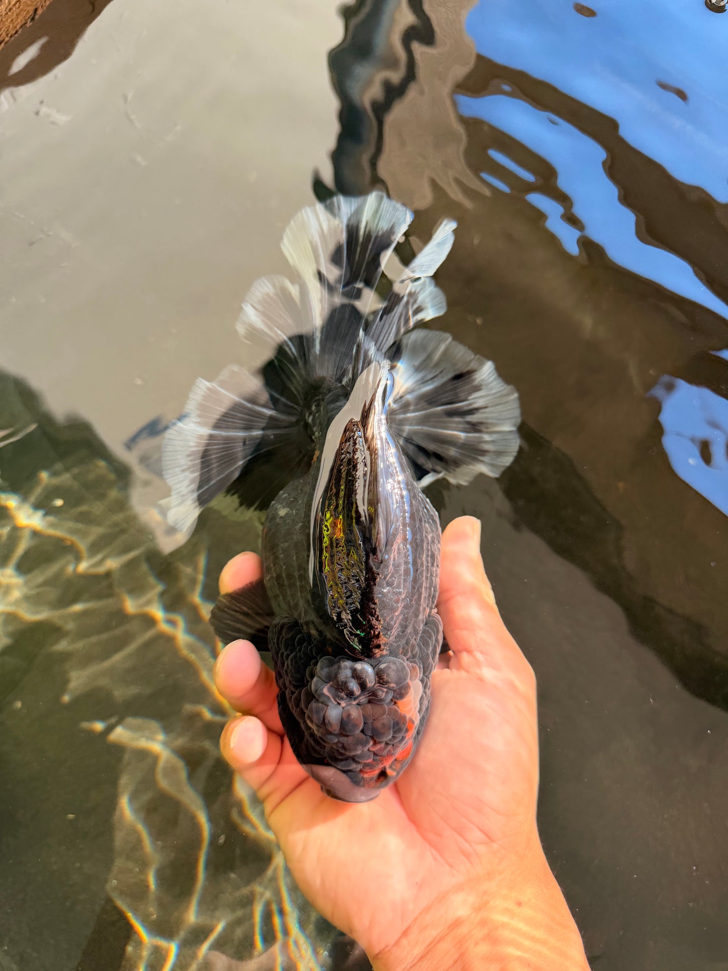 AAA Grade Jumbo Bloodline Kirin Oranda Male 7.5 inches #061926OR_05