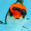 A Grade Tricolor Button Eyes Oranda Male 4.5-5 inches #081525OR_28
