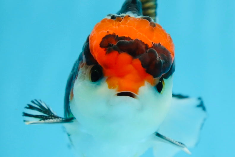 A Grade Tricolor Button Eyes Oranda Male 4.5-5 inches #081525OR_28