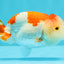 A Grade Kohaku Red White LionQueen 4-4.5 inches #031326LC_10