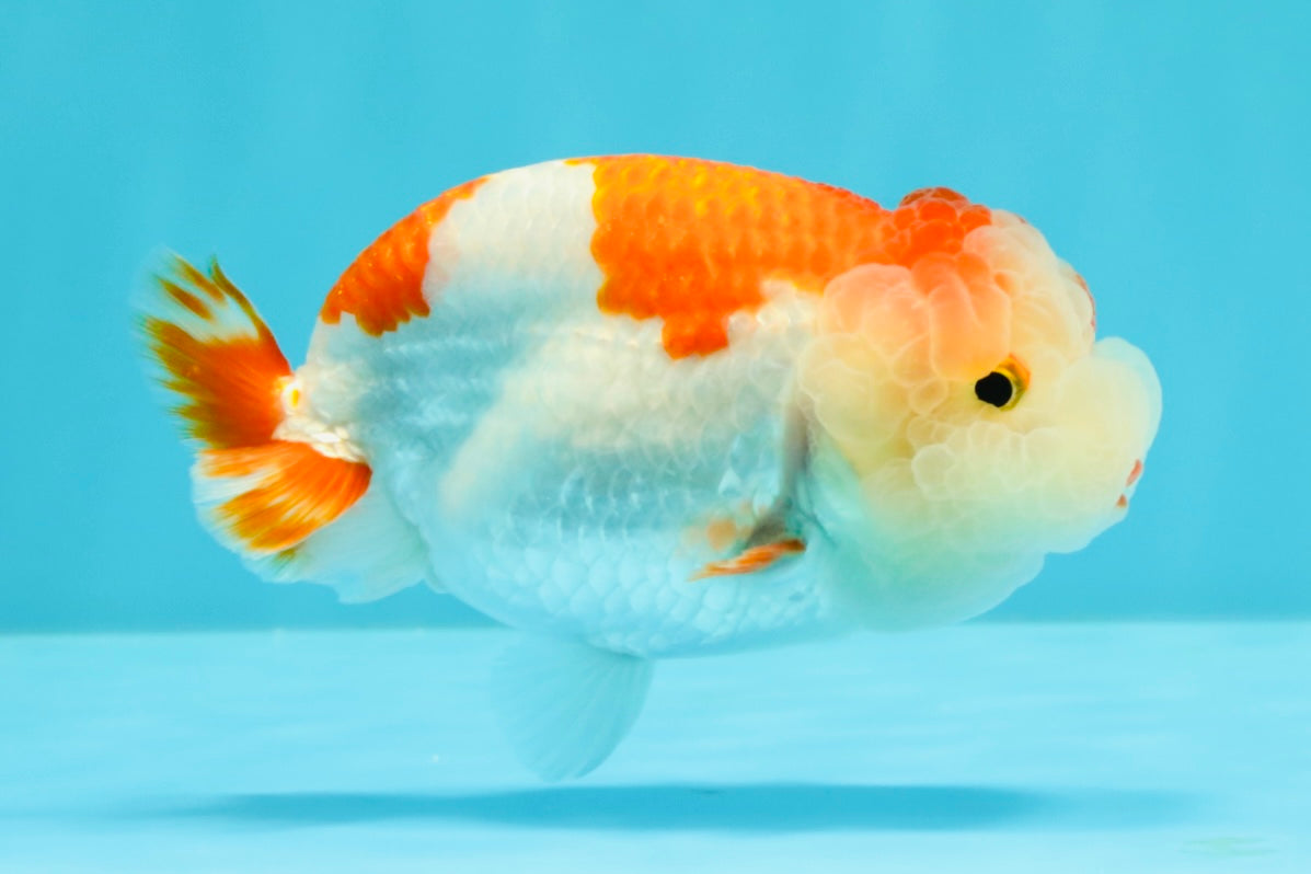 A Grade Kohaku Red White LionQueen 4-4.5 inches #031326LC_10