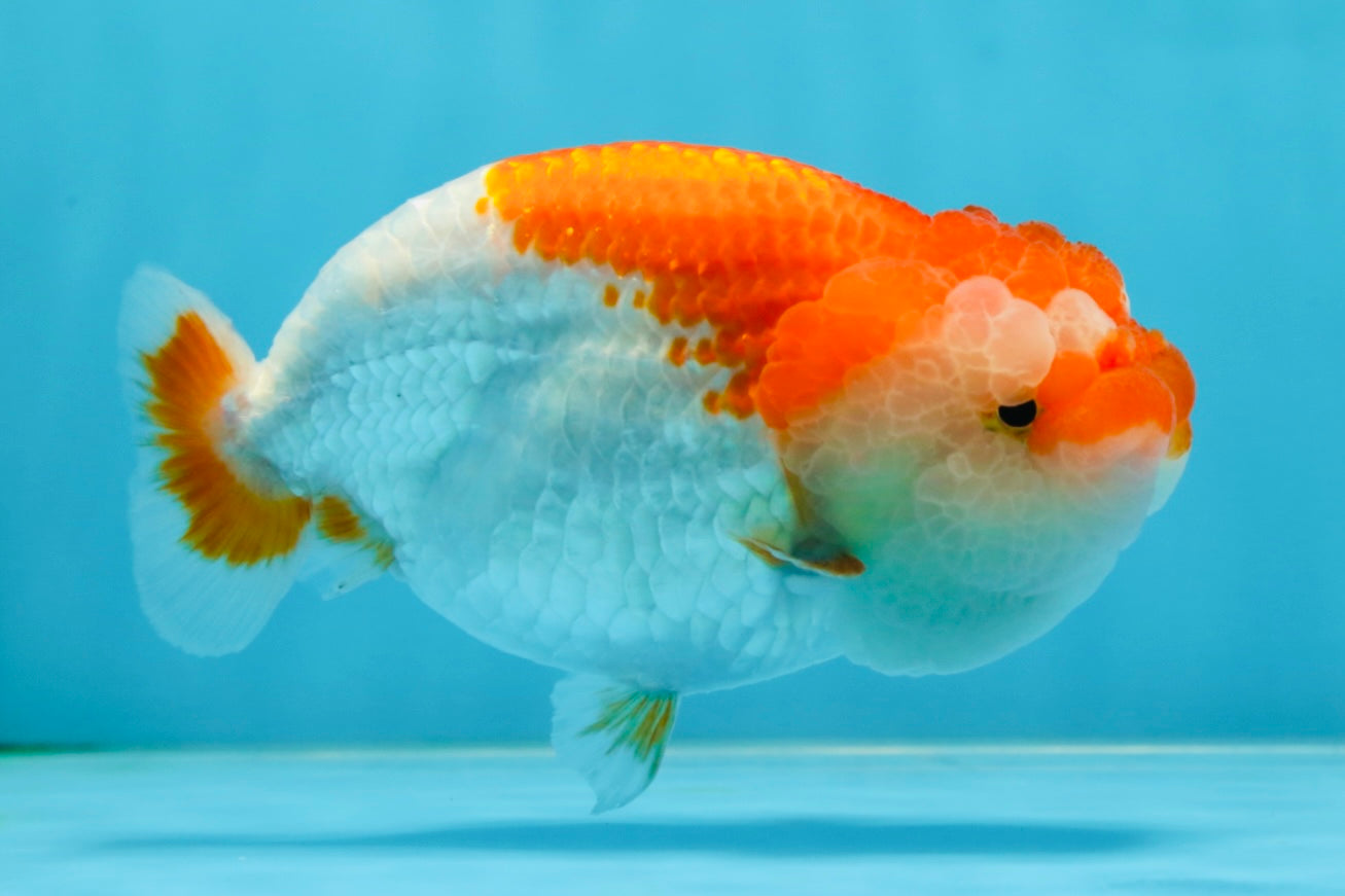 A Grade CHONKY Red White LionQueen 4.5-5 inches #051625LC_36