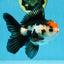 A Grade Tricolor Oranda Male 5 inches #100325OR_20