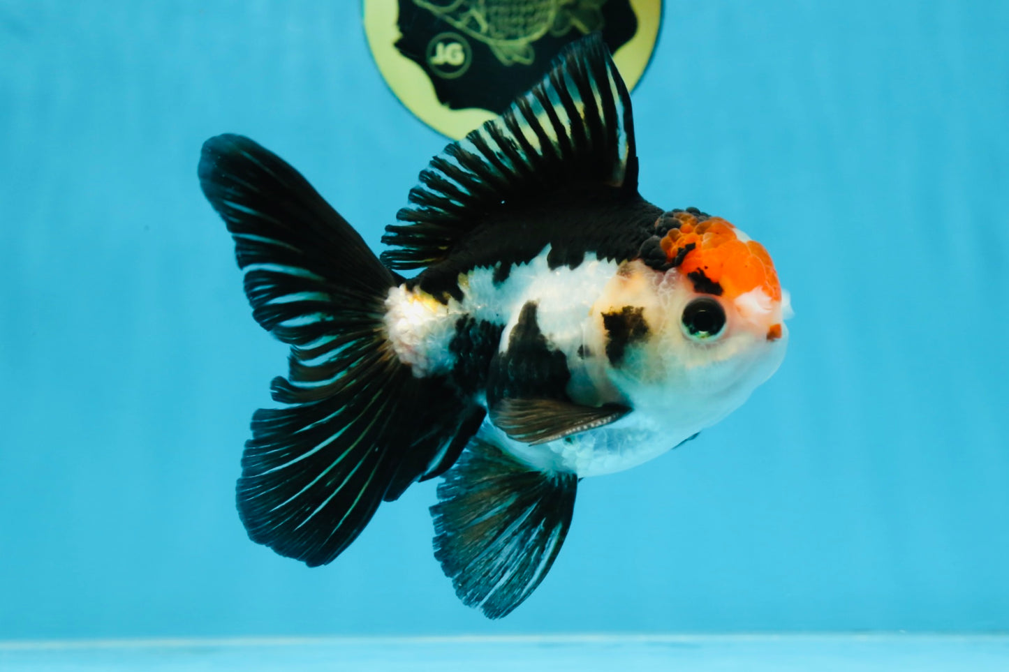 A Grade Tricolor Oranda Male 5 inches #100325OR_20