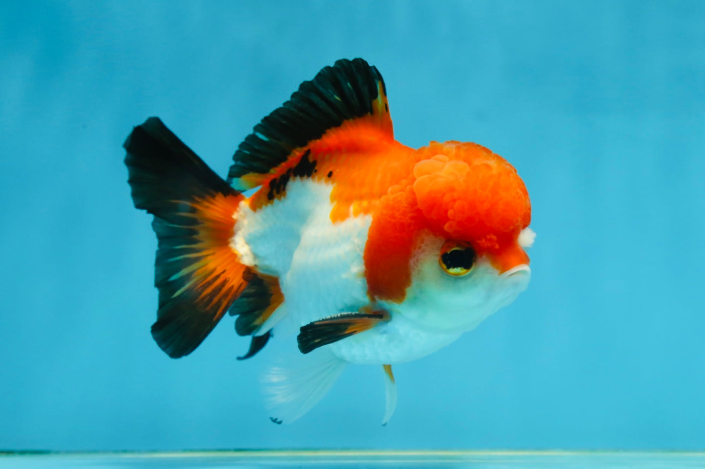 Tricolor Yuanbao Male 4.5 inches #062725YB_10