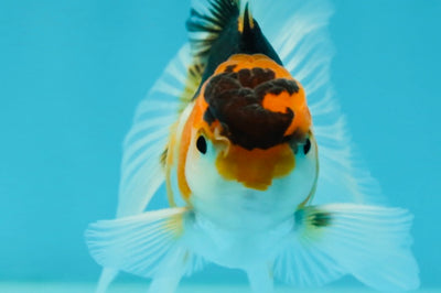 Butterfly Tail Tricolor Oranda Male 3.5 inches #1004OR_29