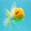 AAA Grade White Oranda Female 7-7.5 inches #032026OR_03