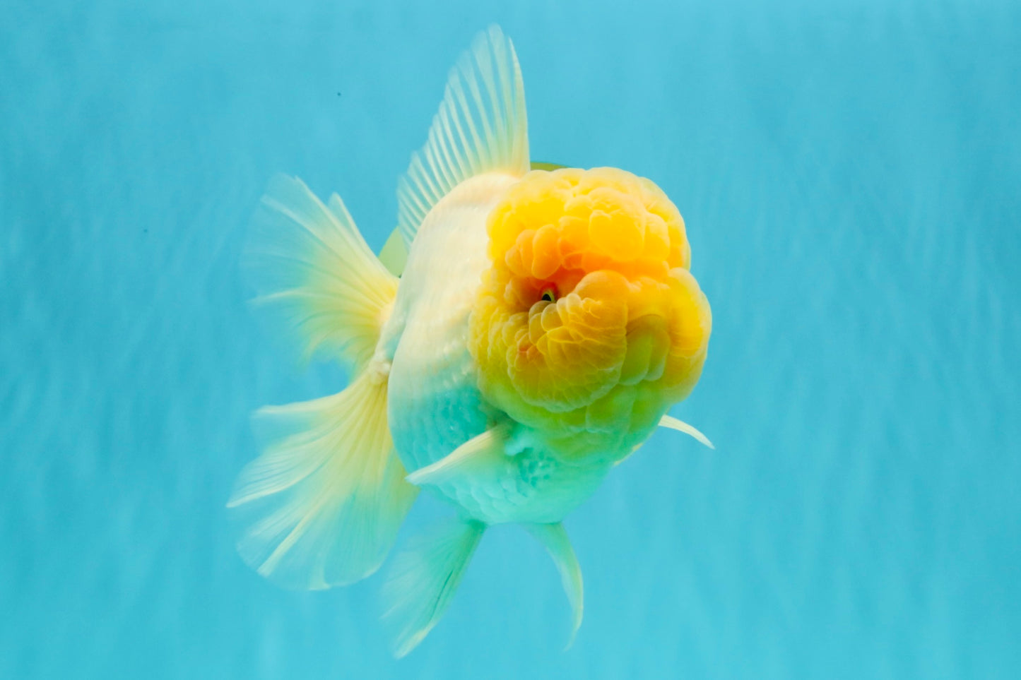 AAA Grade White Oranda Female 7-7.5 inches #032026OR_03