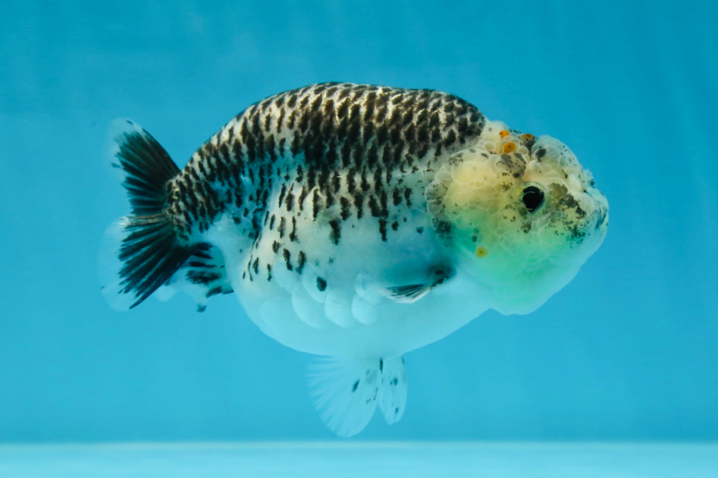 A Grade Kirin Polkadot LionQueen 4-4.5 inches #053025LC_05