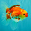 A Grade Red White Oranda Female 5.5 inches #071726OR_20
