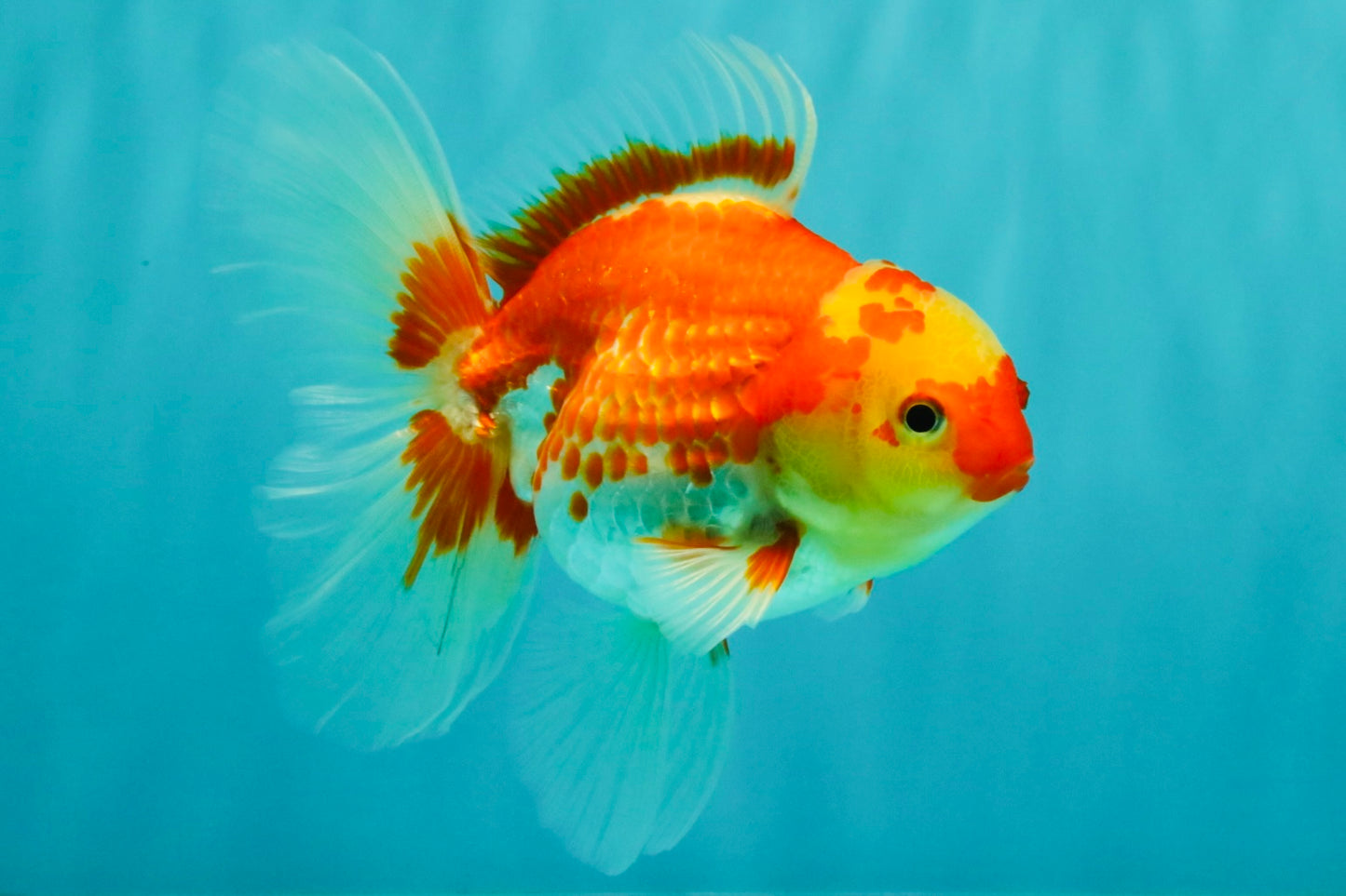 A Grade Red White Oranda Female 5.5 inches #071726OR_20