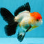 Tricolor Oranda Female 5-5.5 inches #041026OR_06