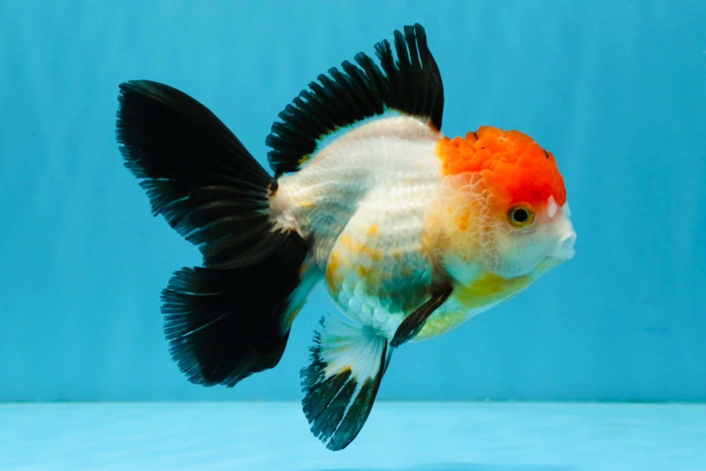 Tricolor Oranda Female 5-5.5 inches #041026OR_06