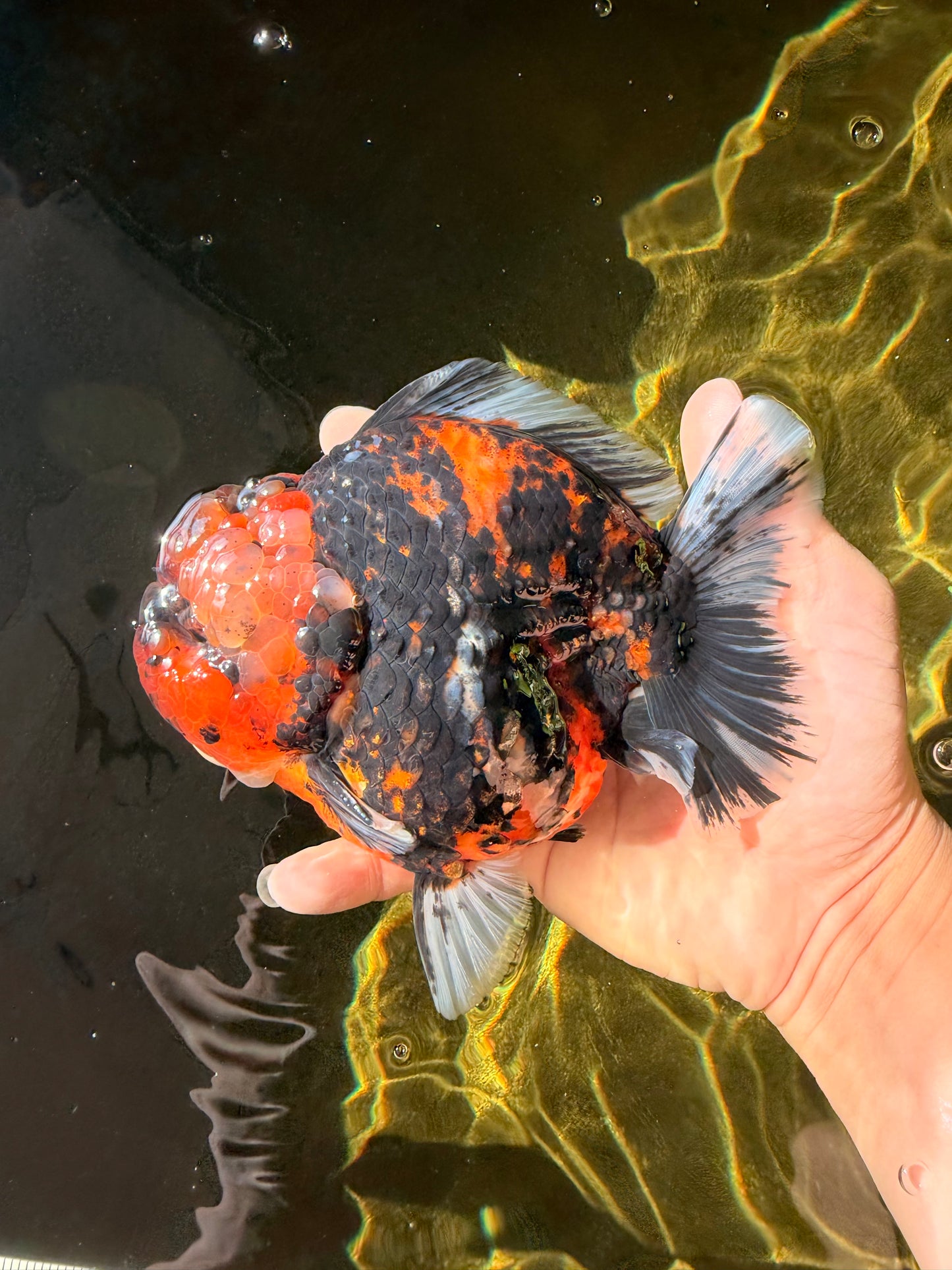 CHONKY AAA Grade Tiger Yuanbao Male 6 inches #032026YB_24