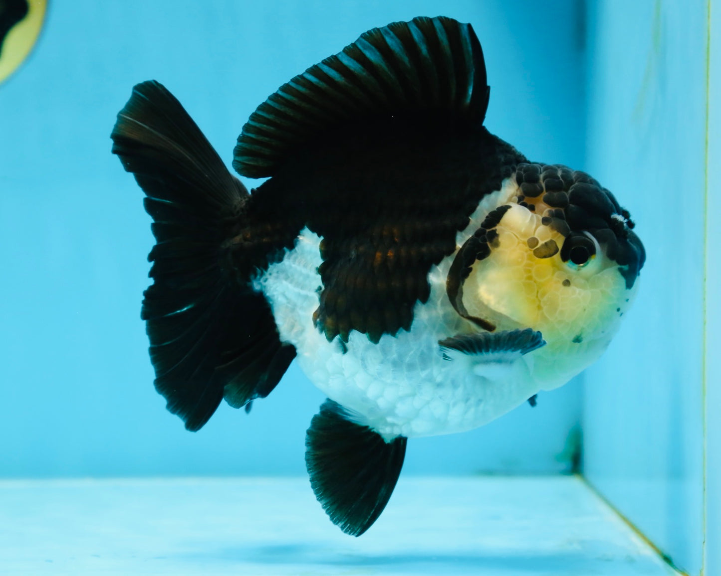 A Grade Panda Button Eyes Yuanbao 6 inches #080825YB_26