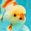 CHICKIE AAA Grade Red White Oranda Male 5-5.5 inches #062626OR_28