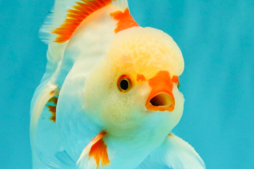 CHICKIE AAA Grade Red White Oranda Male 5-5.5 inches #062626OR_28