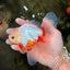 A Grade Red White Oranda Male 5.5-6 inches #102326OR_12
