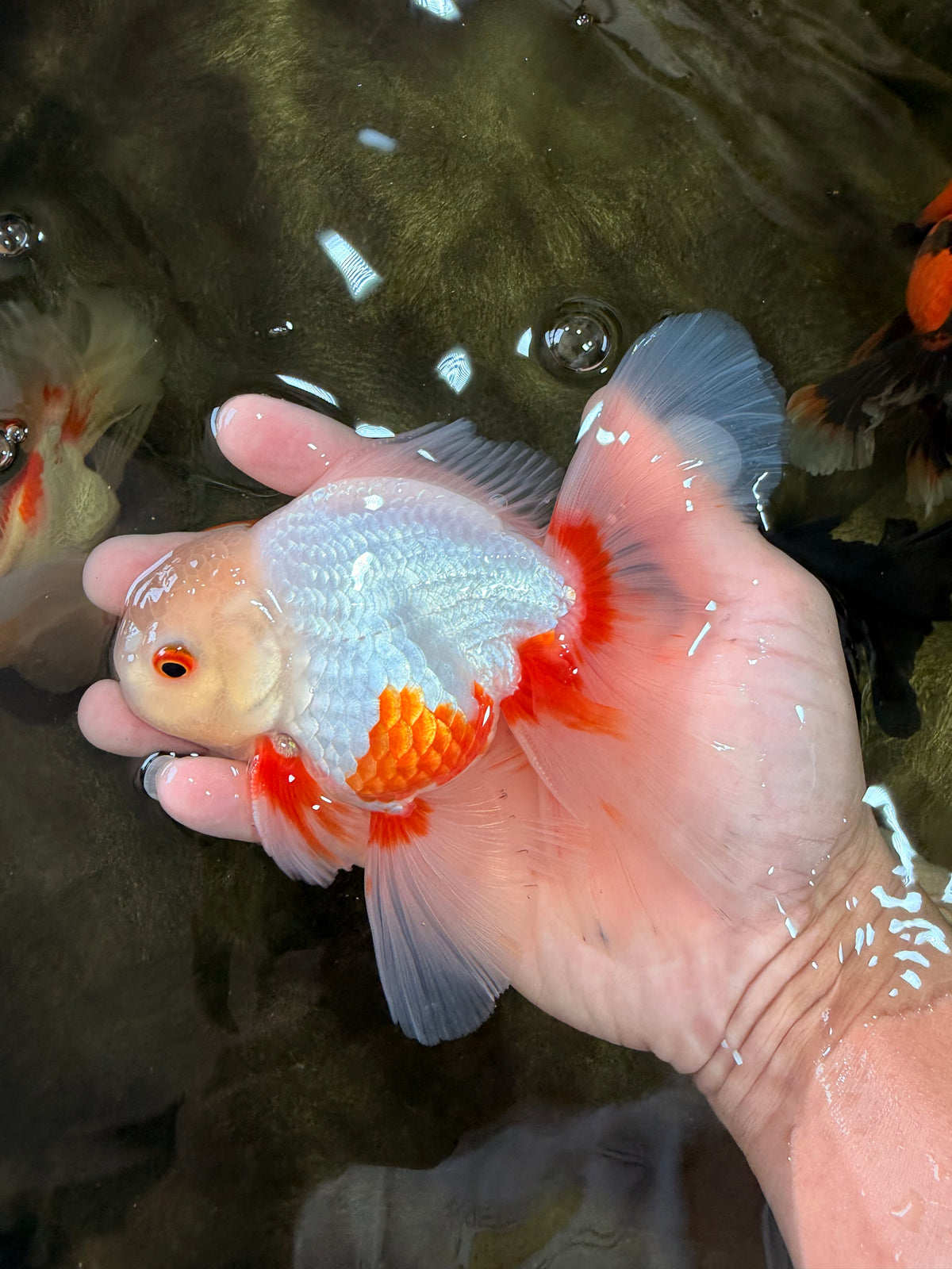 A Grade Red White Oranda Male 5.5-6 inches #102326OR_12