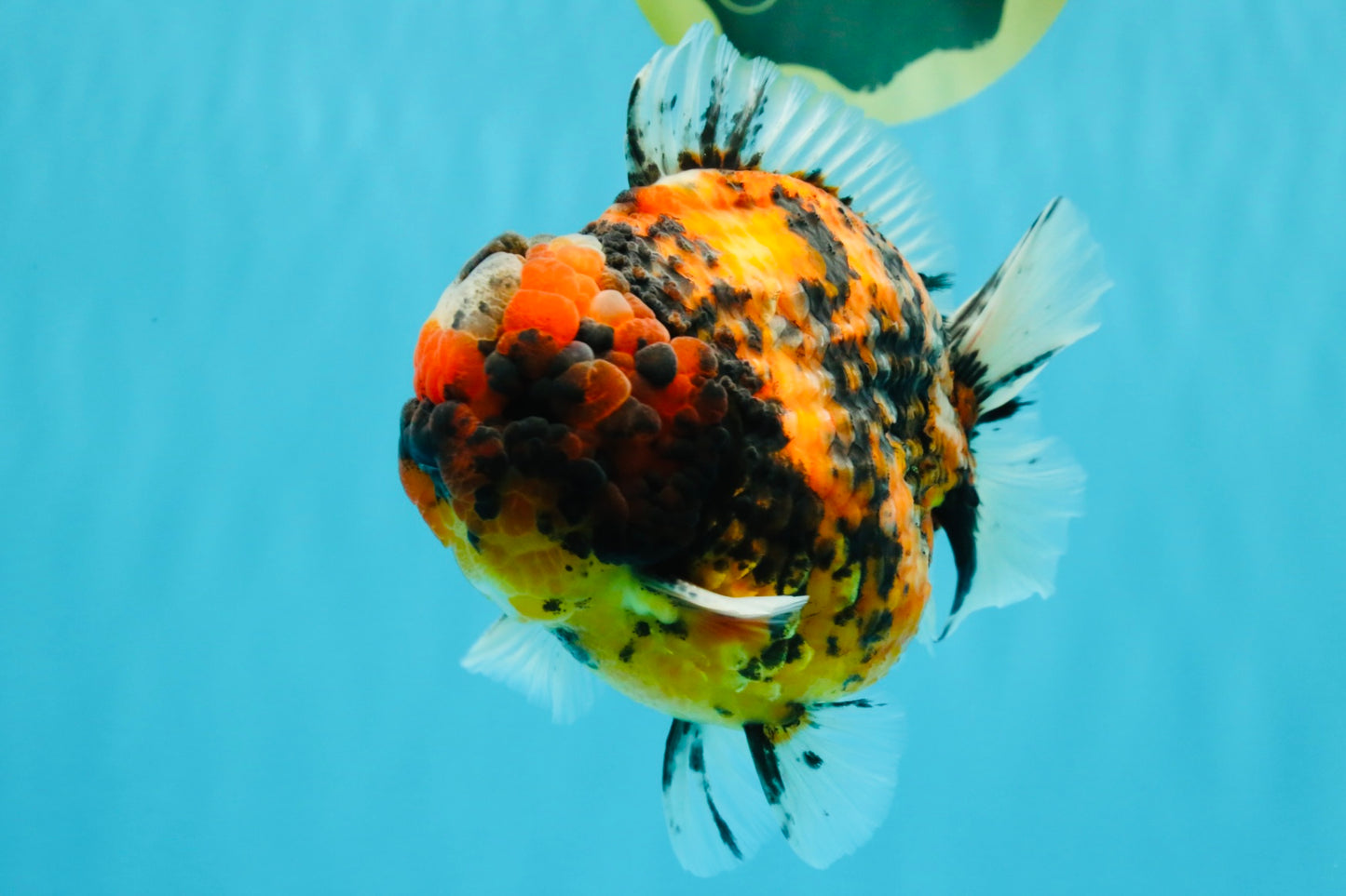 SUPER Special AAA Grade Godzilla Tiger Yuanbao Male 5 inches #022726YB_01