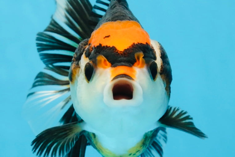 NEZHA Tricolor Oranda Female 5 inches #091925OR_08