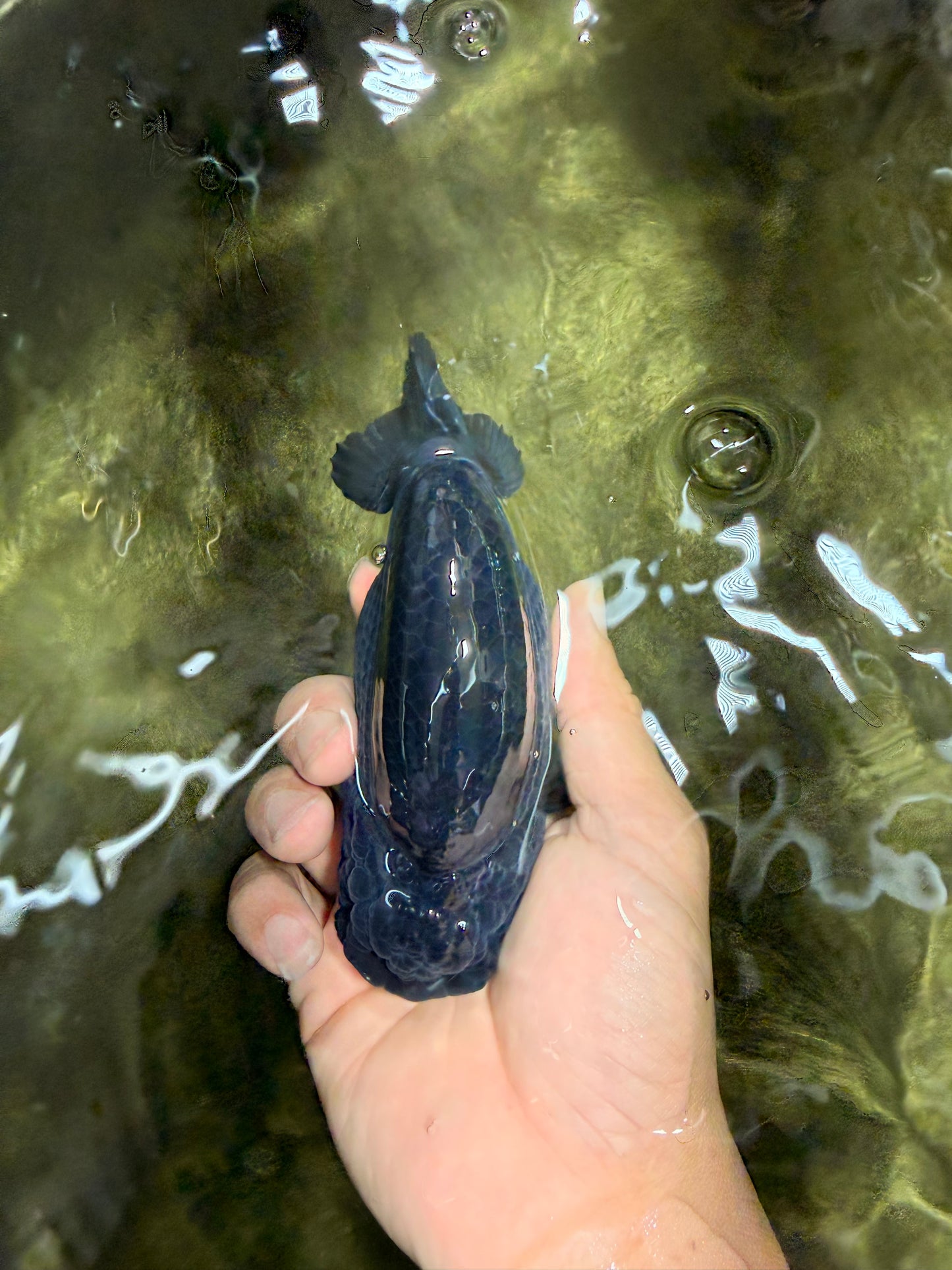 CHUBBY AAA Grade Black Ranchu Female 5-5.5 inches #062626RC_11