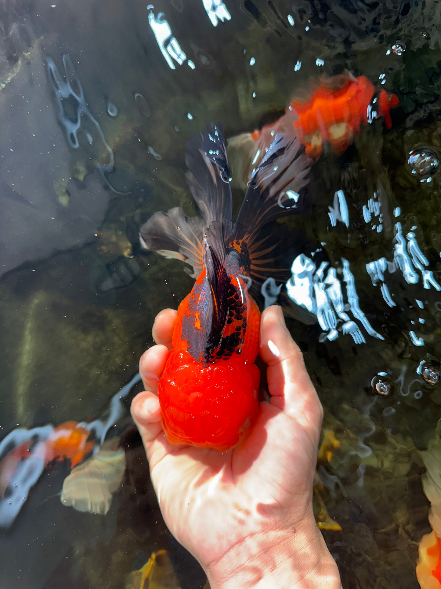 NEMO AAA Grade Apache Oranda Male 6.5 inches  #082225OR_09