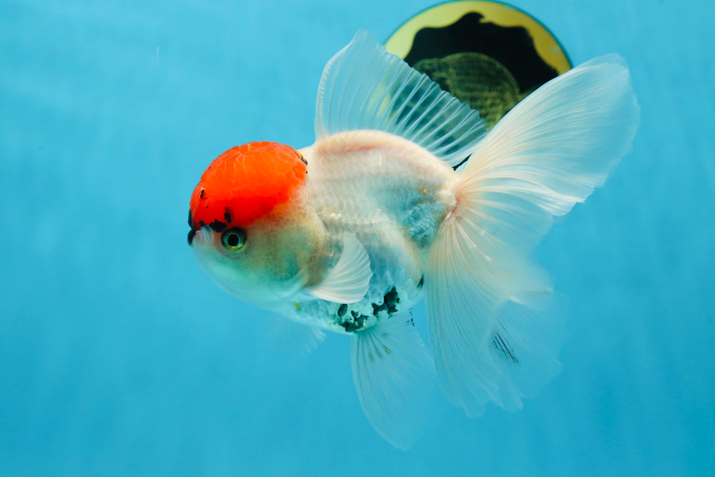 A Grade Tricolor Oranda Male 5 inches #060625OR_27