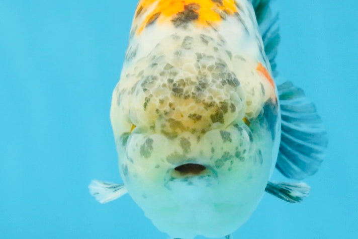 A Grade Tricolor Tiger LionKing 4.5-5 inches #112125LC_02