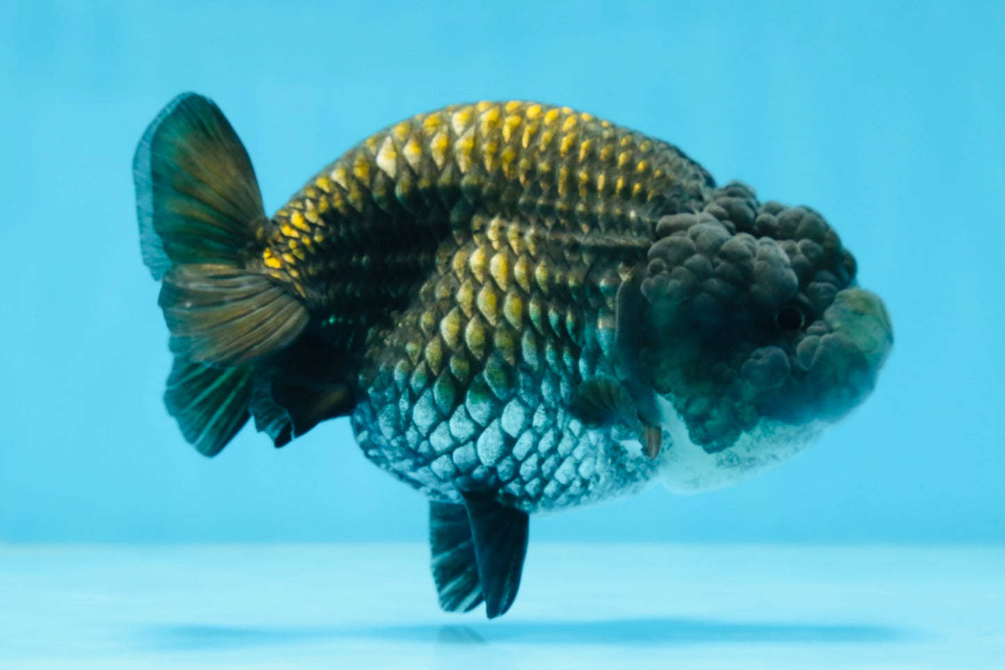 A Grade BIG WEN Black Blue LionQueen 4.5 inches #072525LC_01