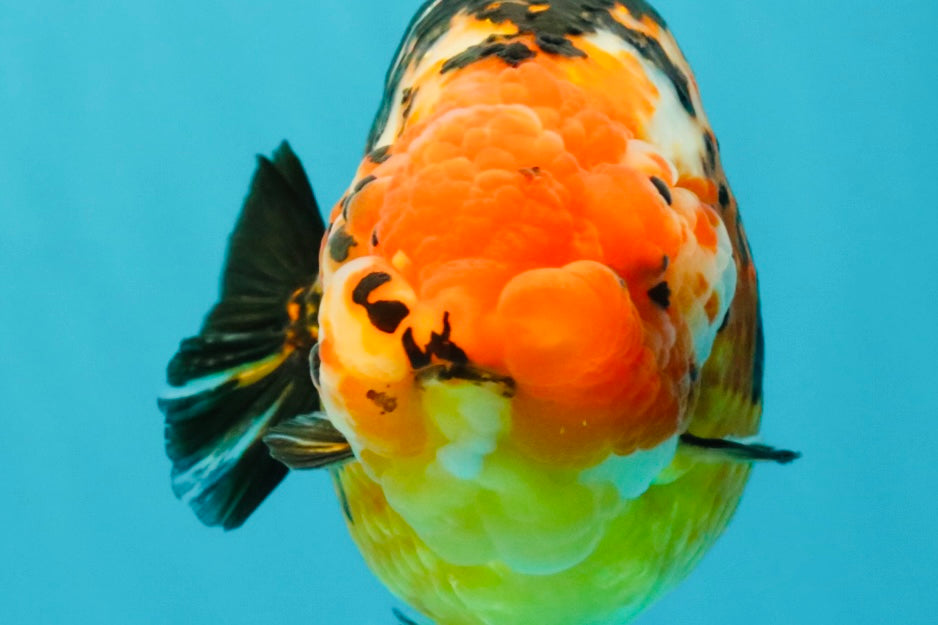 Jumbo Tricolor Chinese Ranchu Female 6.5 inches #032026RC_28