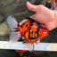 CHARLIE AAA Grade Beautiful Tiger Oranda Male 6-6.5 inches #061926OR_17