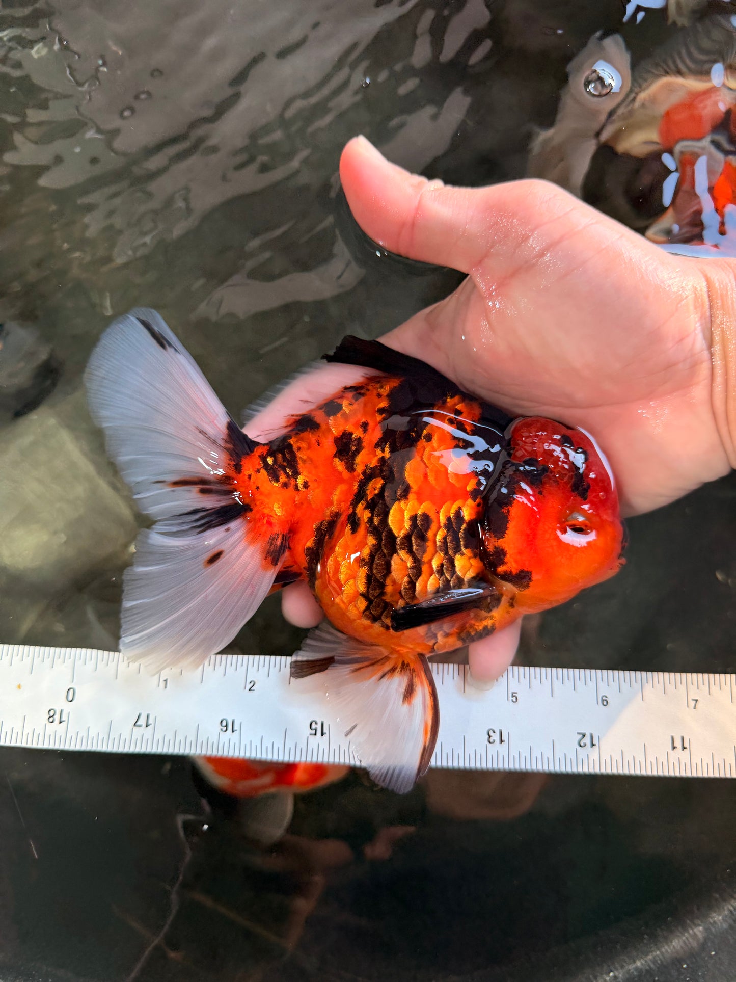 CHARLIE AAA Grade Beautiful Tiger Oranda Male 6-6.5 inches #061926OR_17