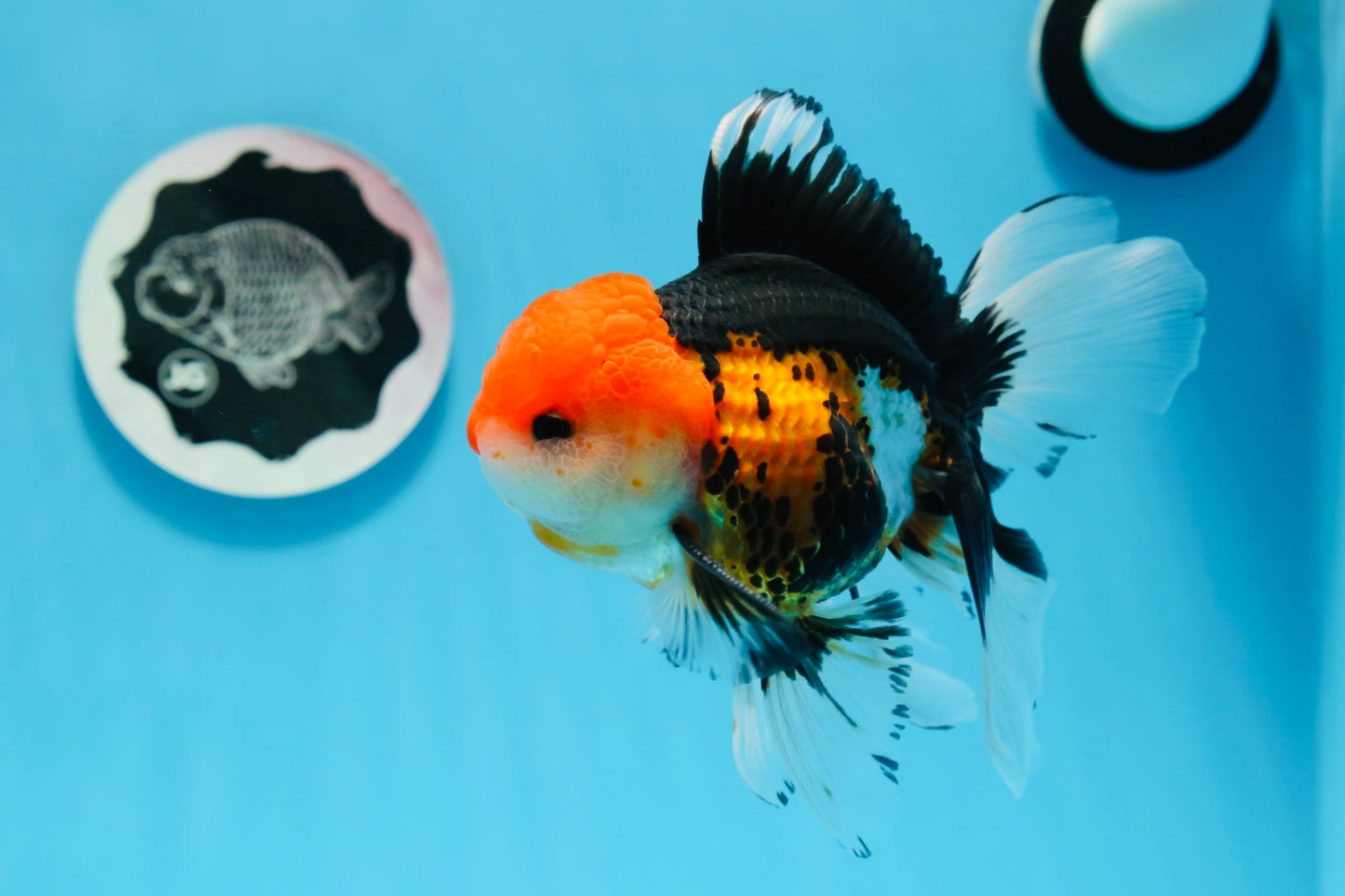 Oranda macho tricolor de grado A de 5 pulgadas n.° 0906OR_29