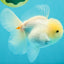 BEAUTY A Grade White Sakura Oranda Male 5.5 inches #050126OR_09