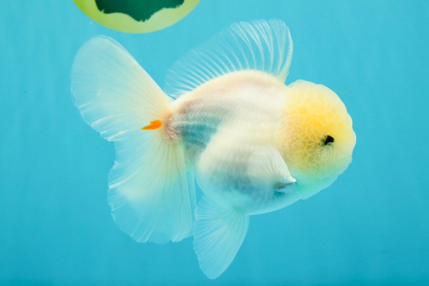 BEAUTY A Grade White Sakura Oranda Male 5.5 inches #050126OR_09