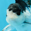 A Grade Nugget SO CUTE Panda Button Eyes Oranda Male 4.5 inches #010325OR_15