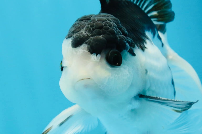 A Grade Nugget SO CUTE Panda Button Eyes Oranda Male 4.5 inches #010325OR_15