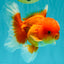 A Grade Red White Oranda Male 5-5.5 inches #082826OR_14
