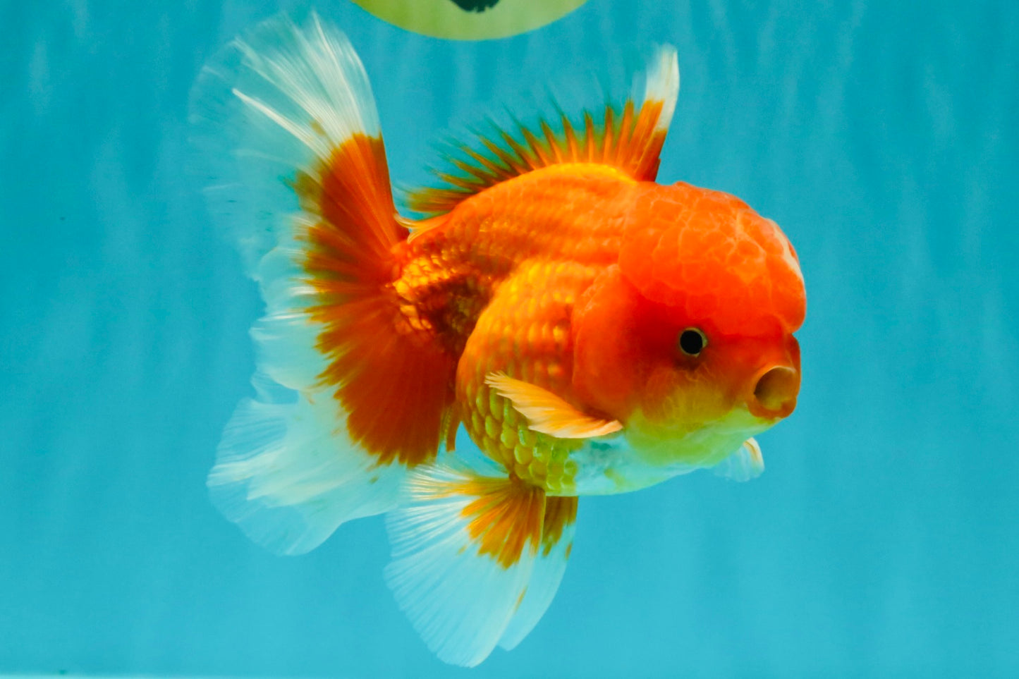 A Grade Red White Oranda Male 5-5.5 inches #082826OR_14