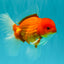 AAA Grade Red White Oranda Male 5.5-6 inches #072426OR_08