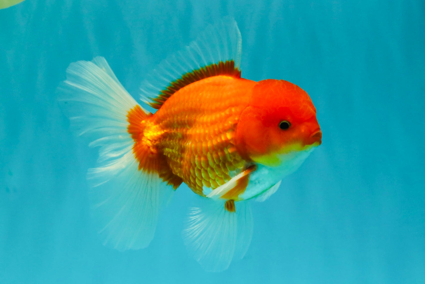AAA Grade Red White Oranda Male 5.5-6 inches #072426OR_08