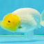White Lionchu Female 3.5 inches #121225LC_13