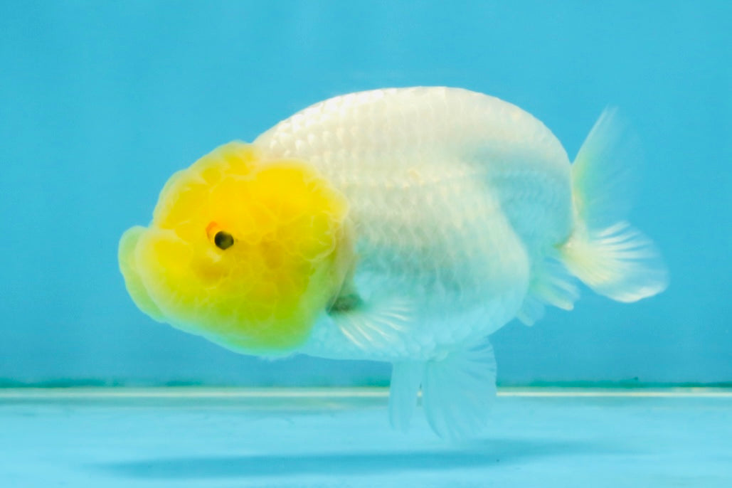 White Lionchu Female 3.5 inches #121225LC_13