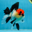 CHARLIE CHAPLIN A Grade Tricolor Oranda Male 5 inches #082225OR_15
