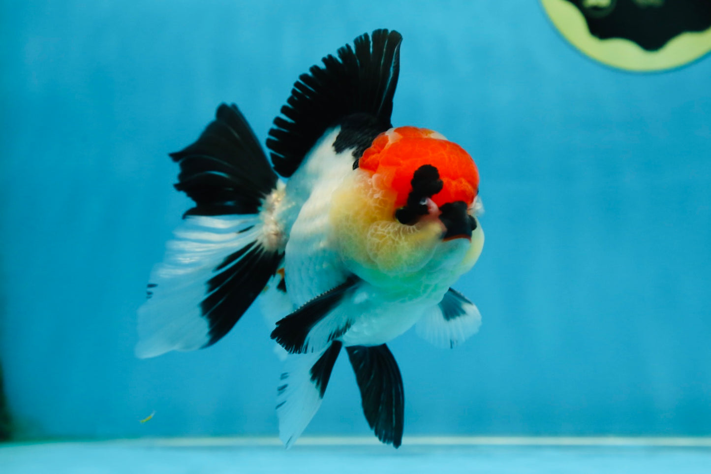 CHARLIE CHAPLIN A Grade Tricolor Oranda Male 5 inches #082225OR_15