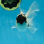 Panda Button Eyes Oranda Male 5 inches #091225OR_21