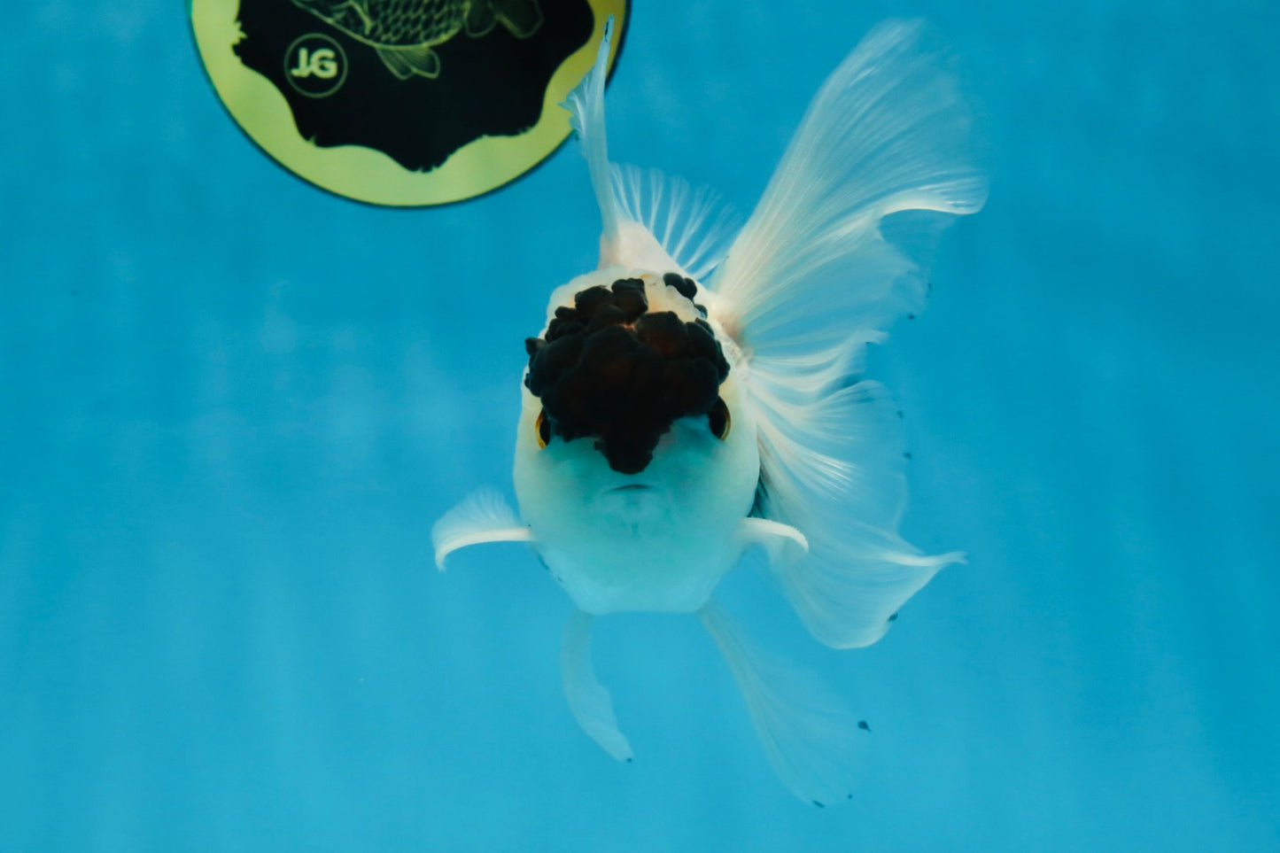 Panda Button Eyes Oranda Male 5 inches #091225OR_21